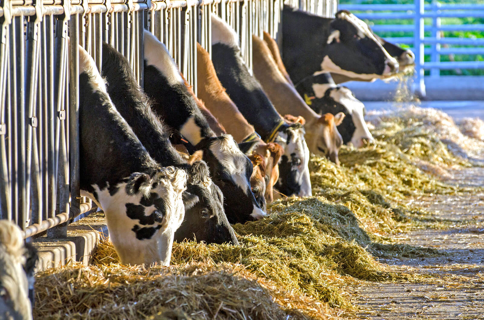 La Ferme Laitière Au Gré Des Champs Une Entreprise Familiale 